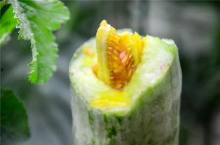 安阳网红吃瓜,揭秘网络红人的幕后故事