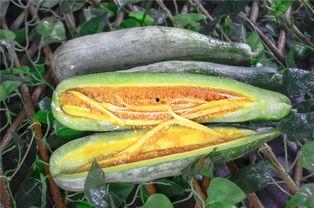 安阳网红吃瓜,揭秘网络红人的幕后故事