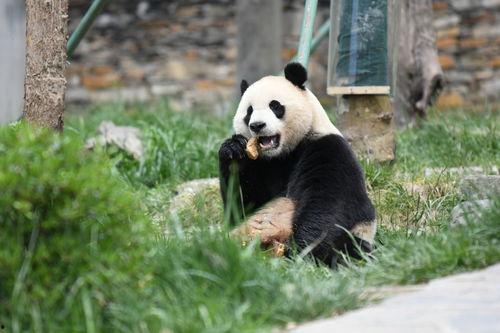 吃瓜熊猫小奇迹,揭秘萌宠的趣味生活