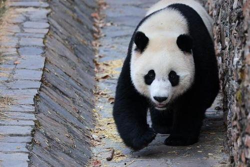 吃瓜熊猫小奇迹,揭秘萌宠的趣味生活