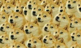 doge吃瓜表情包