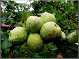 皱皮瓜和啥吃,皱皮瓜与神秘食材的跨界融合之旅