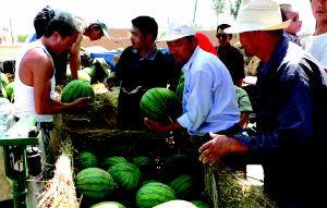 无籽瓜为啥不让吃,为何不宜食用背后的科学真相