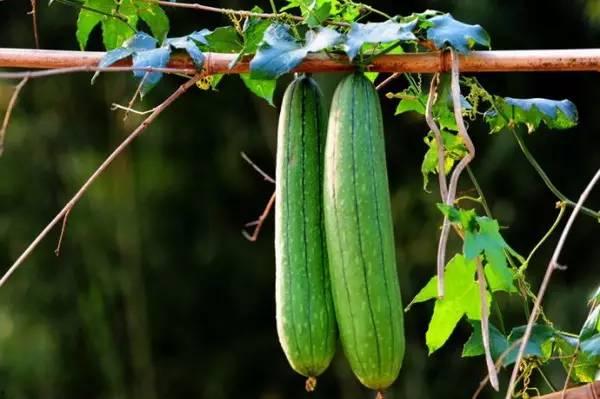 秋天忌吃瓜,为何秋天忌吃瓜？揭秘秋季饮食智慧