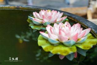 沐歌吃瓜看花