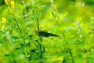 沐歌吃瓜看花