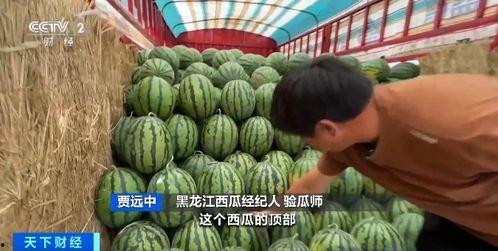 库尔勒吃瓜现场,夏日炎炎瓜果香