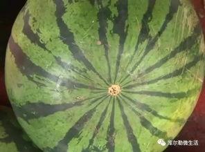 库尔勒吃瓜现场,夏日炎炎瓜果香