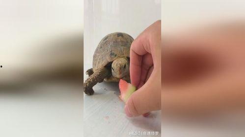 吃瓜乌龟,揭秘动物界的“美食评论家”