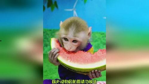 狗猴哥吃瓜,揭秘娱乐圈幕后故事
