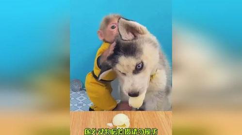狗猴哥吃瓜,揭秘娱乐圈幕后故事