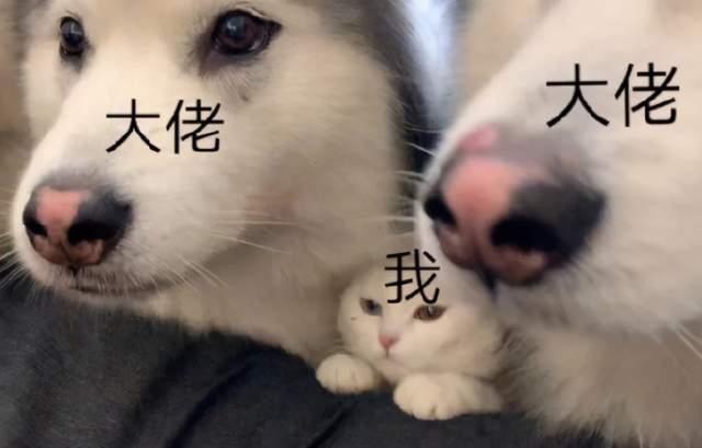 大脸梦吃瓜,揭秘娱乐圈幕后故事