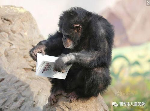 人吃瓜变猩猩,揭秘奇异现象背后的科学奥秘