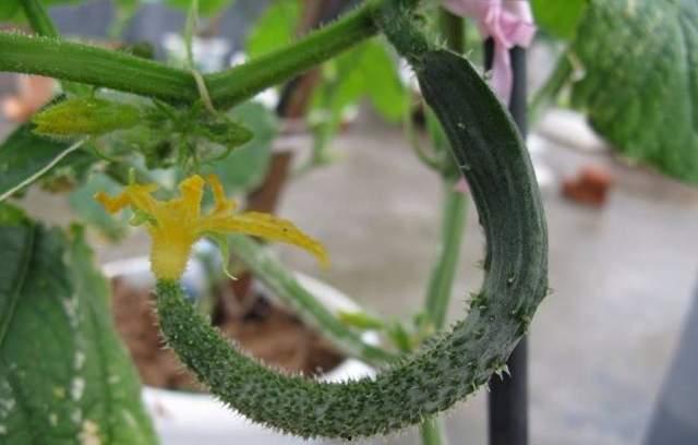 花里瓜怎么吃,花里瓜的多样食法探索