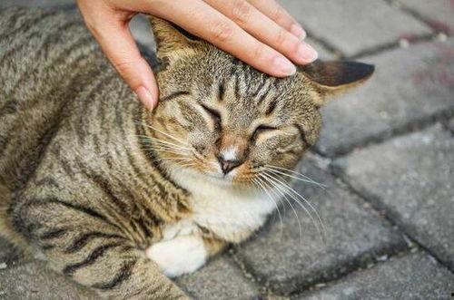 狸花猫吃梨瓜,狸花猫的梨瓜美食之旅